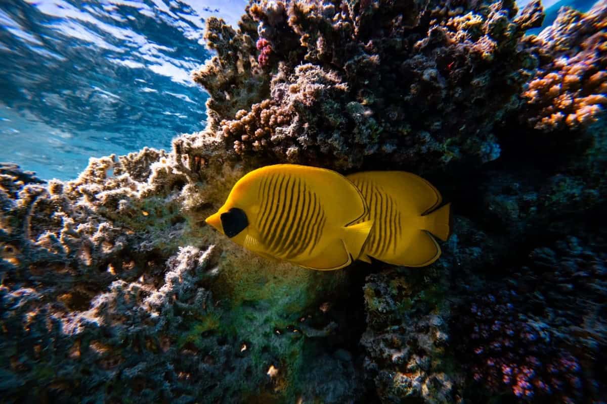 Butterflyfish near healthy coral while snorkeling El Nido