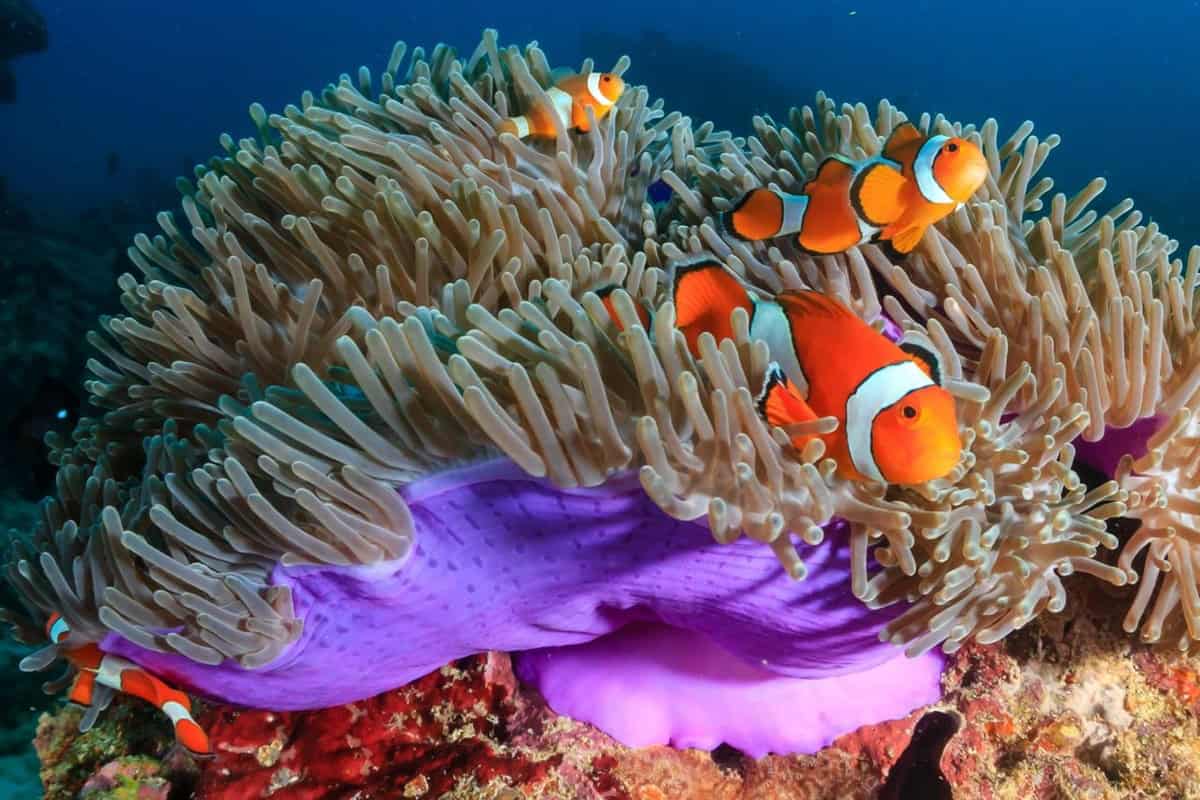 Clownfish in an anemone while snorkeling in Palawan