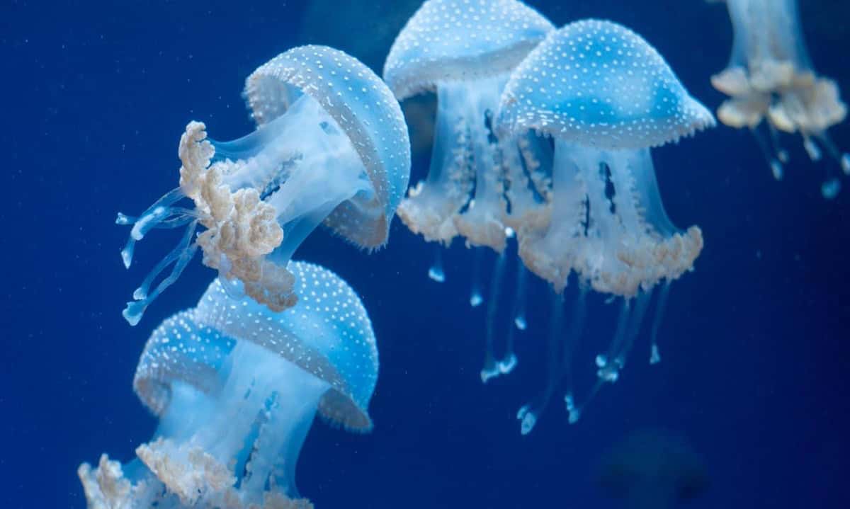 Jellyfish drifting in tropical Palawan water