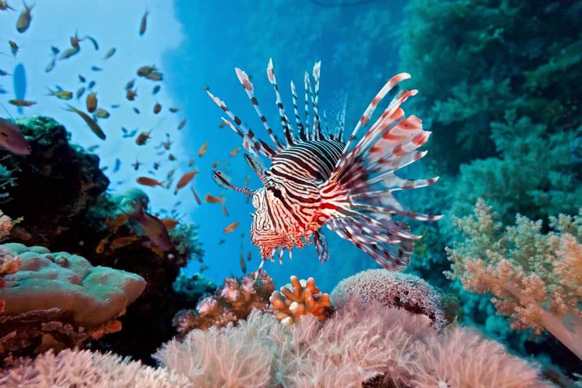 Lionfish hovering near a reef wall in Palawan