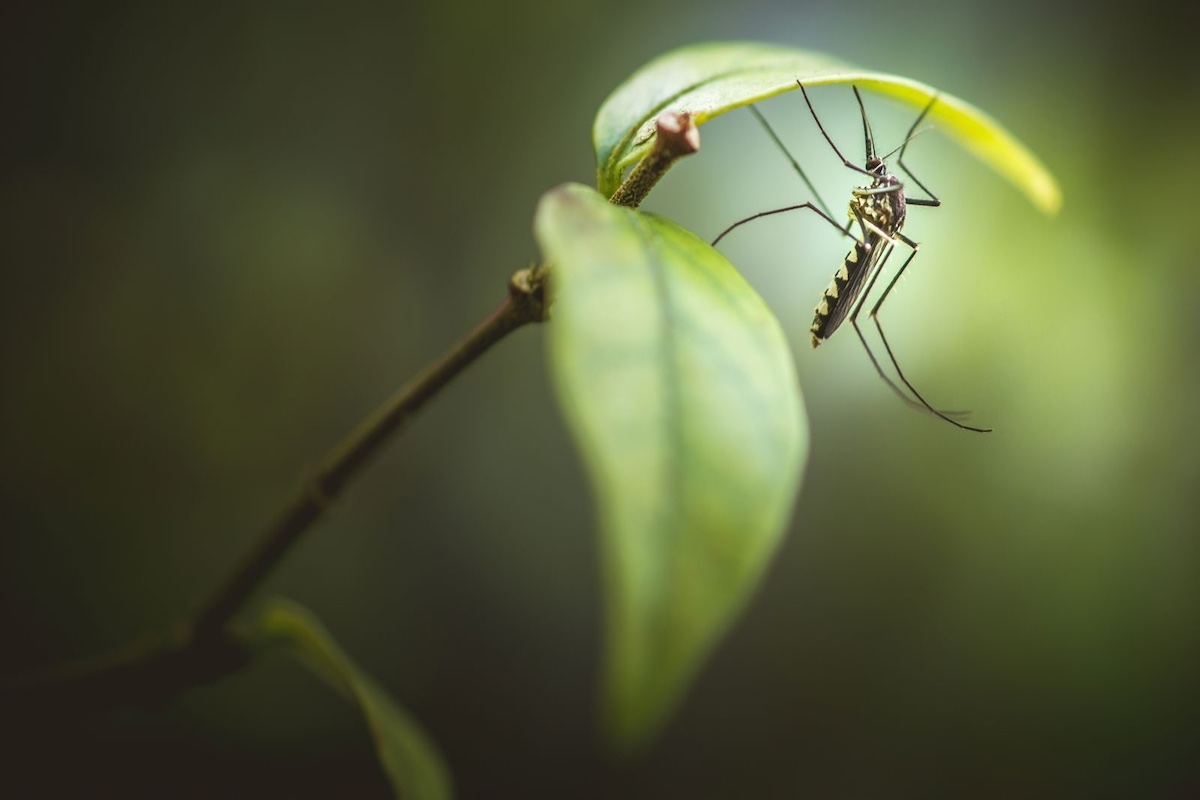 Mosquito on a tropical plant in Palawan, Philippines