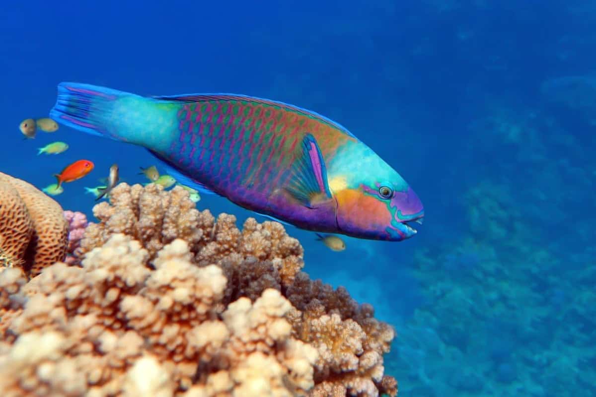 Colourful parrotfish grazing coral in El Nido