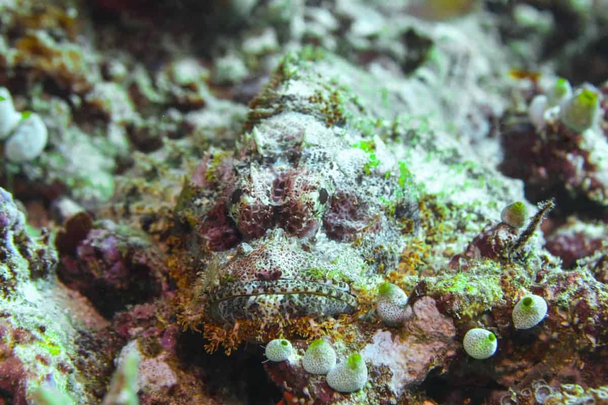 Camouflaged stonefish resting on the seabed in Palawan