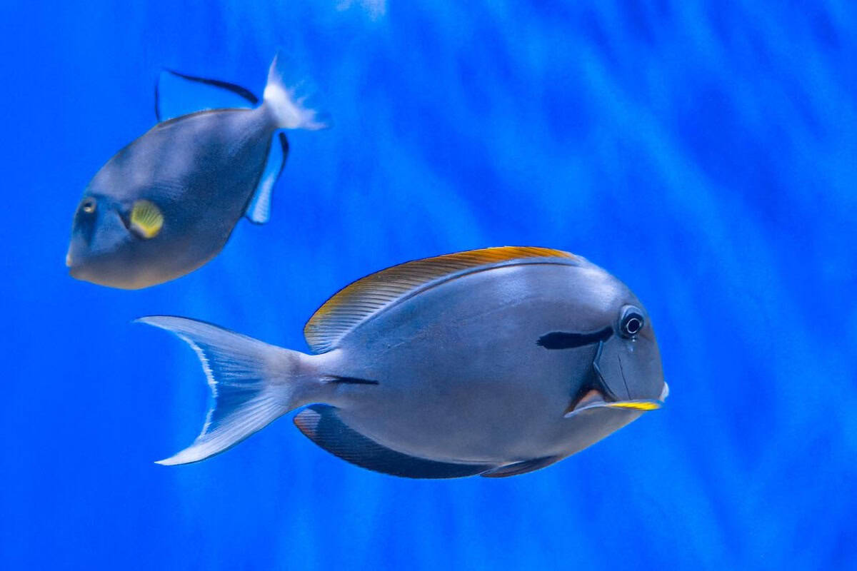 School of blue surgeonfish over a reef in Palawan