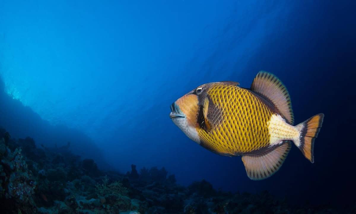 Titan triggerfish guarding its nest on a Palawan reef