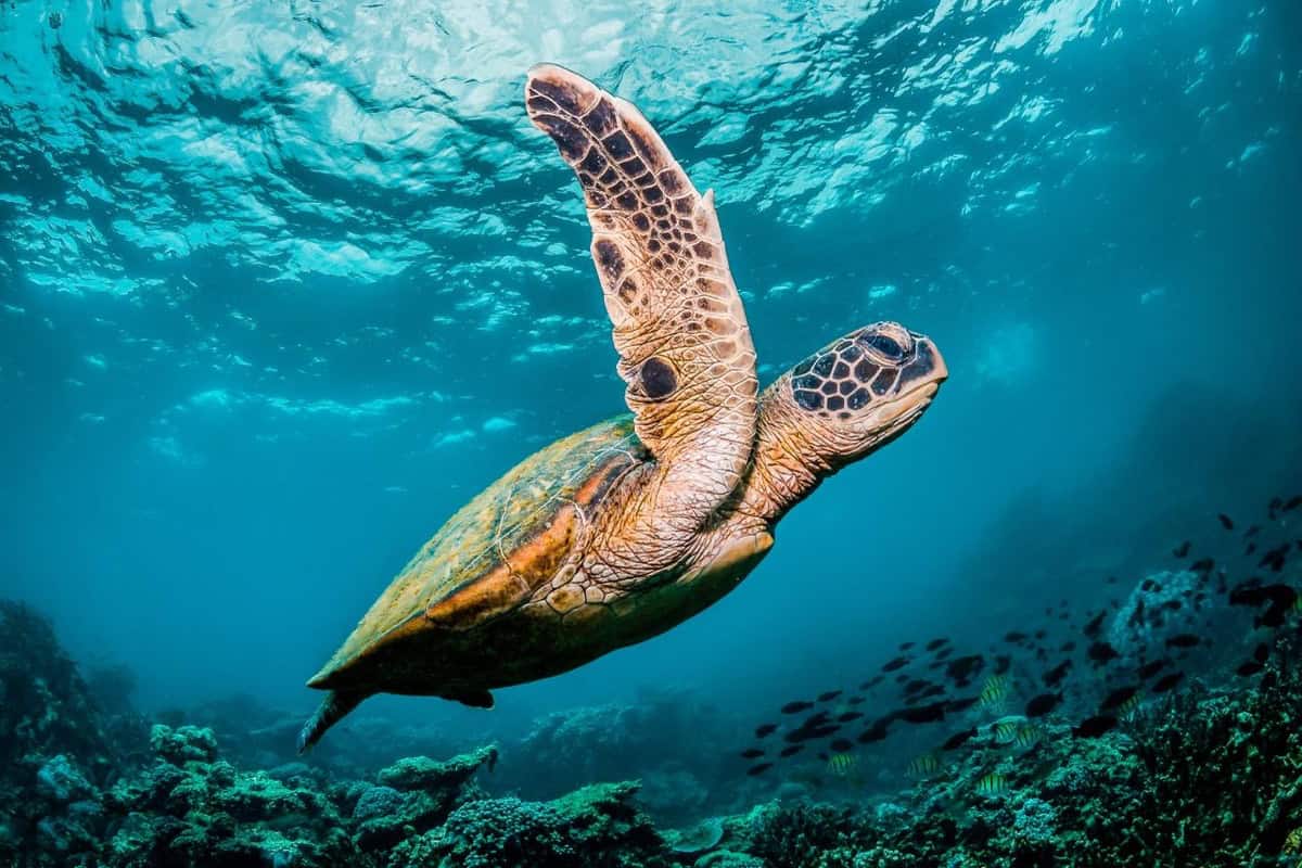 Green sea turtle photographed while snorkeling in Palawan