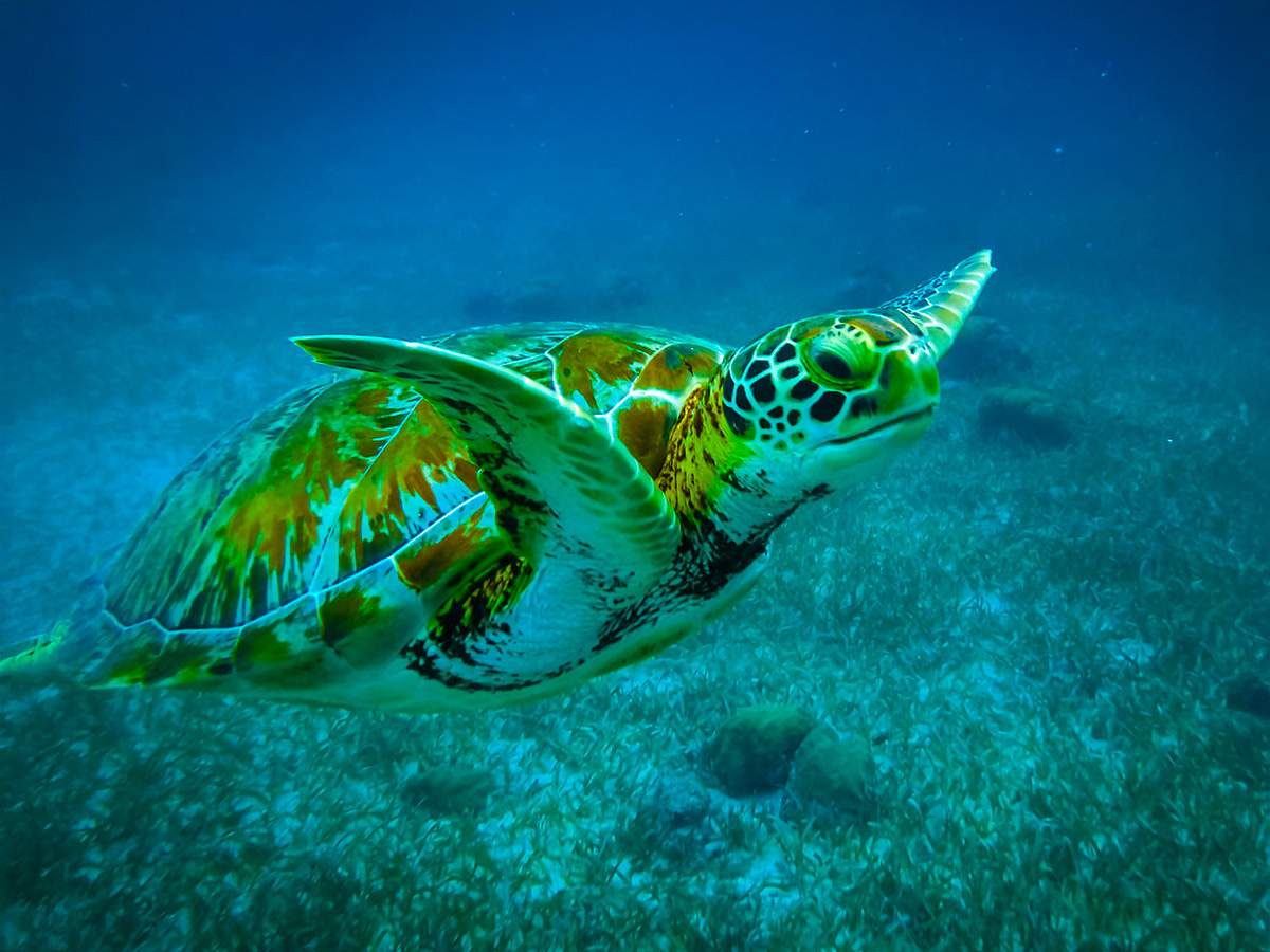 Turtle Watching – Palawan Expedition Adventure