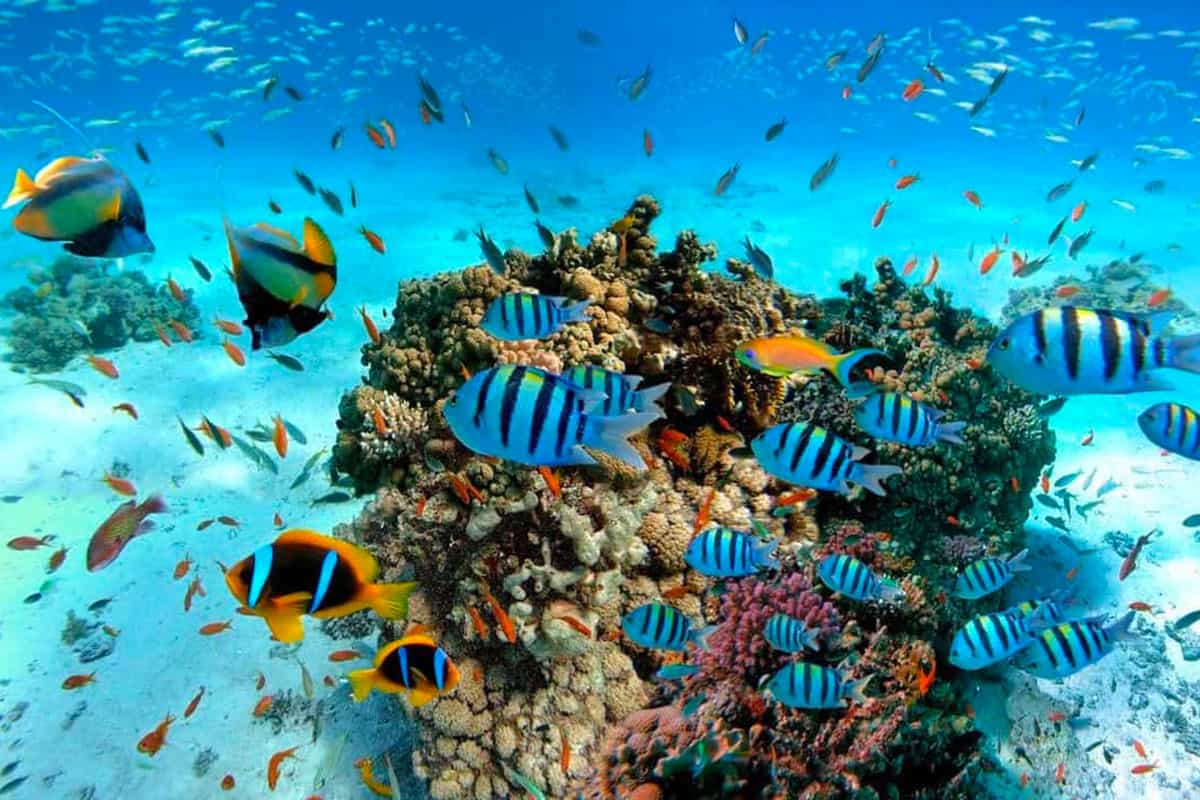Snorkeling in Palawan: The Fish You'll Meet (and the Few to Avoid)